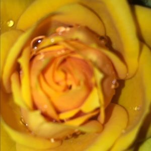 Meet your Posher, Danni